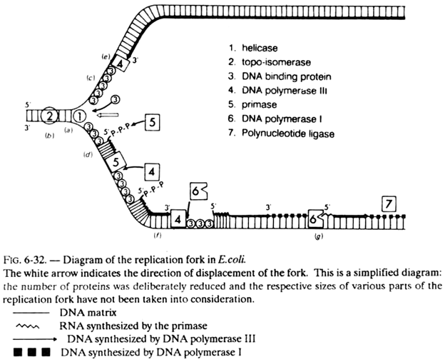 Replication of Fork in E.Coli