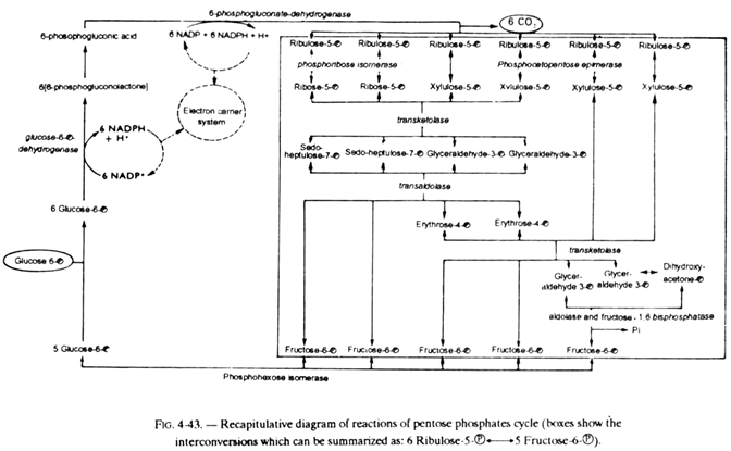 Reactions of Pentose Phosphates Cycle