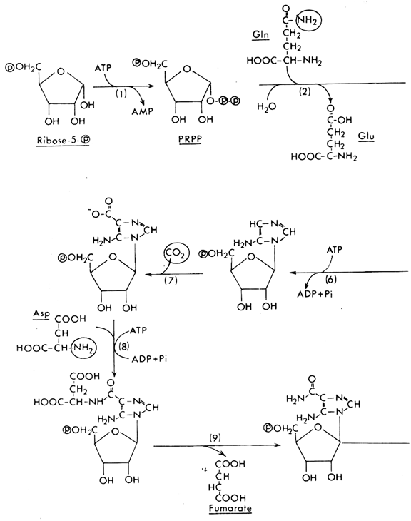 De Novo Biosynthesis of IMP