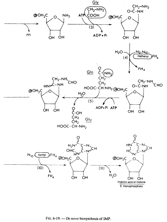 De Novo Biosynthesis of IMP