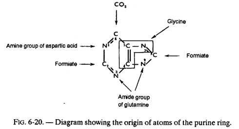 Origin of Atoms of the Purine Ring