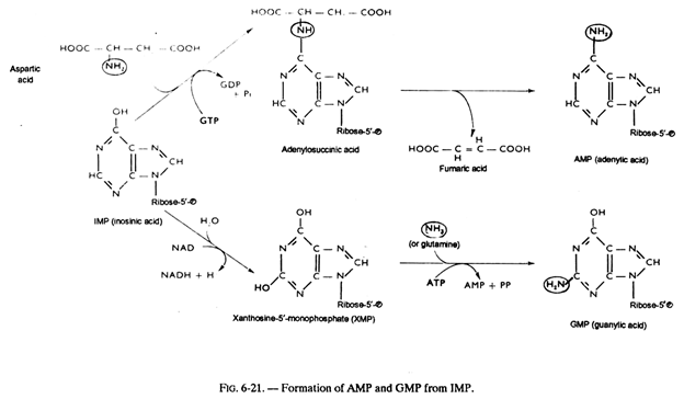 Formation of AMP and GMP from IMP