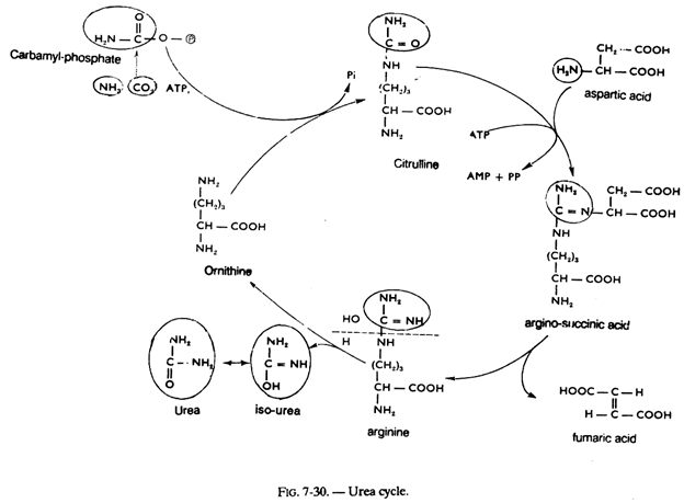 Urea Cycle