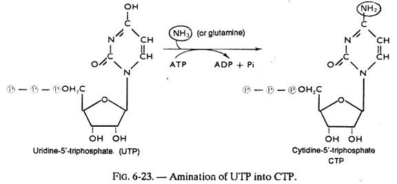 Animation of UTP into CTP