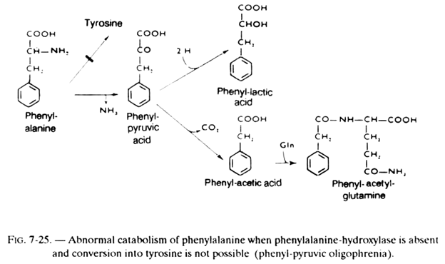 Abnormal Catabolism of Phenylanine