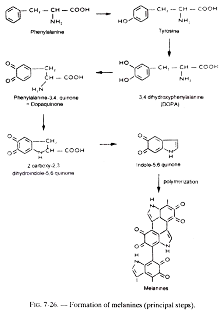 Formation of Melanines