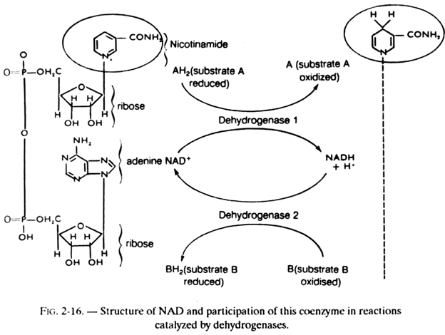 Structure of NAD and Participation