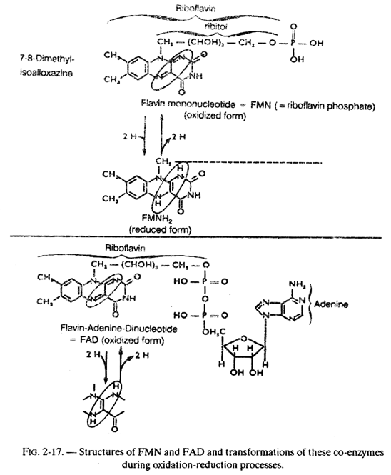 Structures of FMN and FAD and Transforamtion of these Co-Enzymes