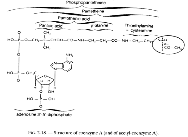 Structure of Coenzyme A