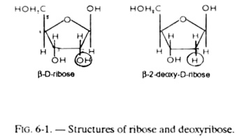 Structure of Ribose and Deoxyribose