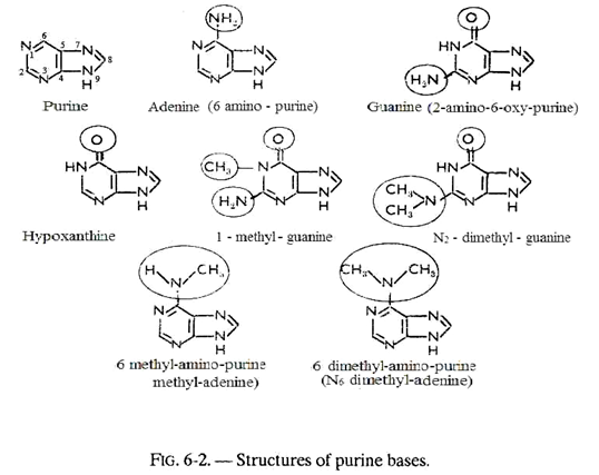 Structures of Purine Bases