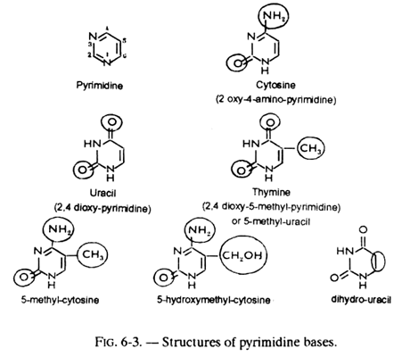 Structures of Pyrimidine Bases