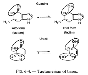 Tautomerism of Bases