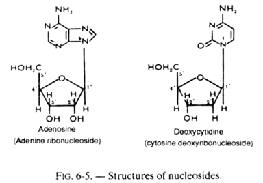 Structures of Nucleosides