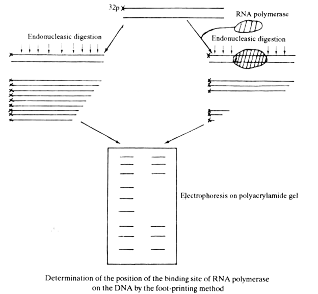 Determination of the Position of the Binding Site of RNA Polymerase