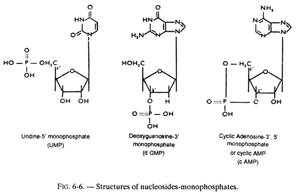 Structures of Nucleosides-Monophosphates