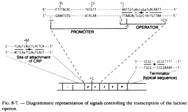 Signals Controlling the Transcription of the Lactose Operon