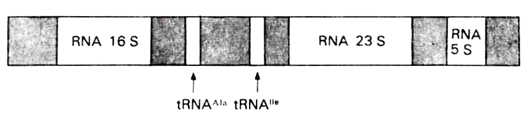 tRNA