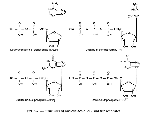 Structures of Nucleosides-5'-di and Triphosphates