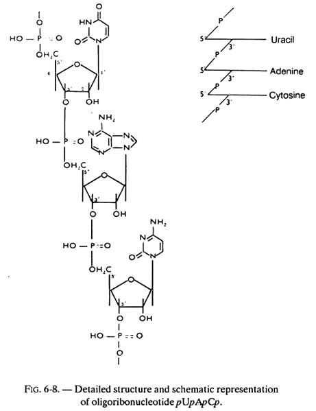 Detailed Strucure and Schematic Representation of Oligoribonucleotide pUpApCp