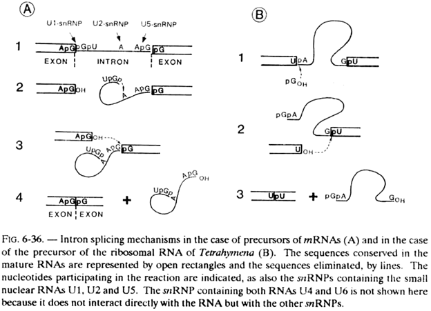 Intron Splicing Mechanisms