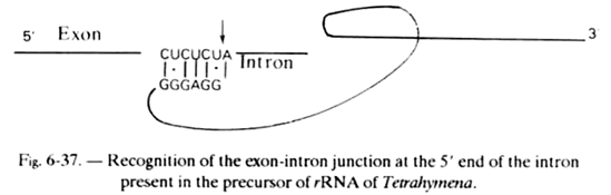 Recognition of the Exon-Intron Junction