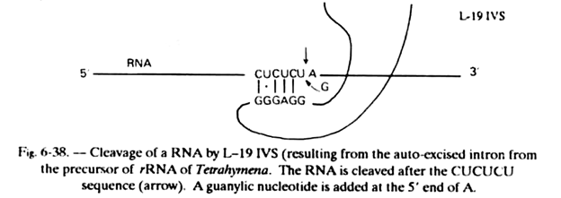 Cleavage of RNA by L-19IVS