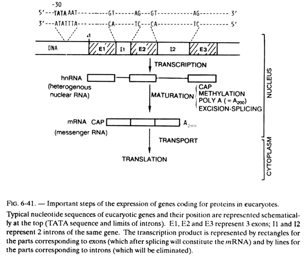 Important Steps of the Expression of Genes Coding