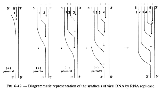 Synthesis of Viral RNA by RNA Replicase