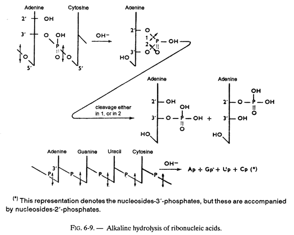 Alkaline Hydrolysis of Ribonucleic Acids