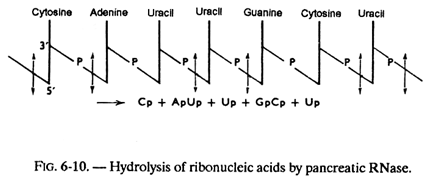 Hydrolysis of Ribonucleic Acids