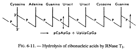 Hydrolysis of Ribonucleic Acids by RNase T1