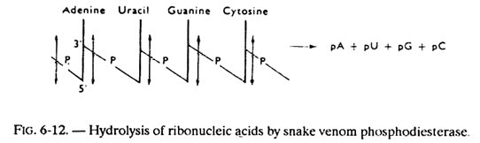 Hydrolysis of Ribonucleic Acids