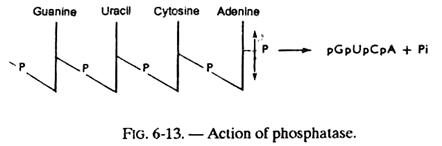 Action of Phosphatase