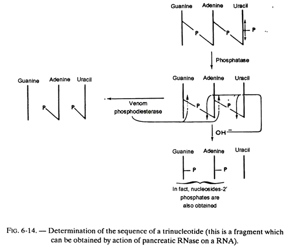 Determination of the Sequence of a Trinucleotide