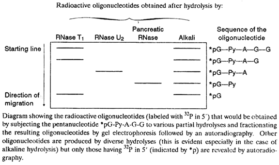 Radioactive Oligonucleotides