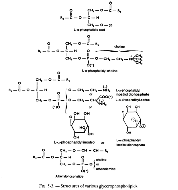 Structures of Various Glycerophospholipids