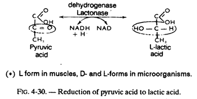 Reduction of Pyruvic Acid to Lactic Acid