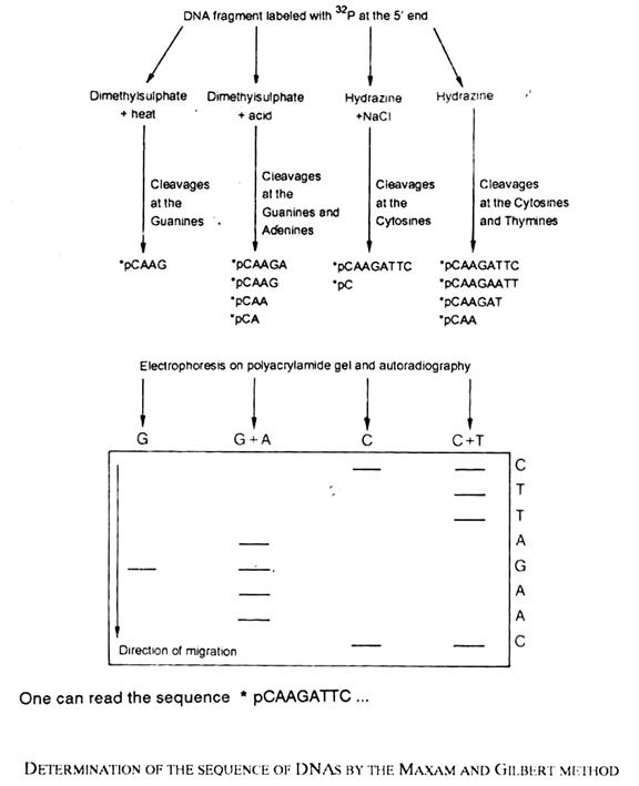 Determination of the Sequence of DNAs by the Maxam and Gilbert Method