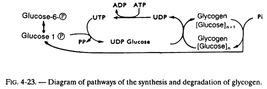 Diagram of Pathways of the Synthesis and Degradation of Glycogen