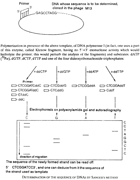 Determination of the Sequence of DNAs by Sanger's Method