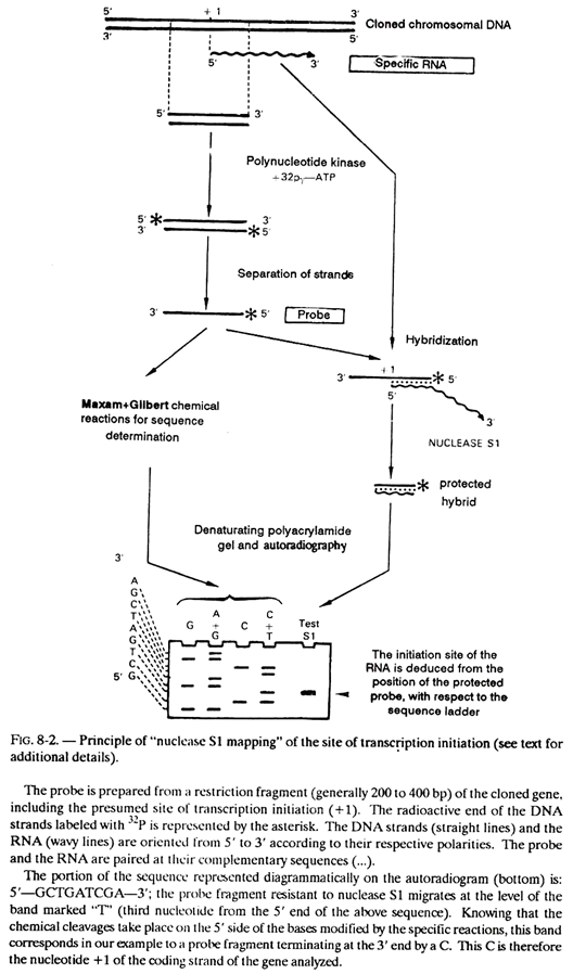 Principle of "Nuclease S1 Mapping"