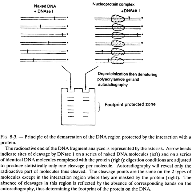 Principle of the Demarcation of the DNA Region