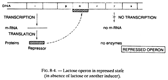 Lactose Operon in Repressed State