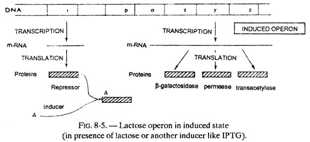 Lactose Operon in Induced State