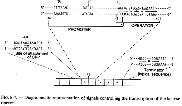 Signals Controlling the Transcription of the Lactose Operon