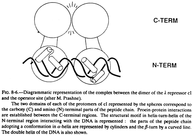 Complex between the Dime of the λ Repressor cI and the Operator Site