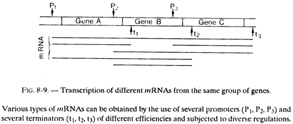 Transcription of Different mRNAs from the Same Group of Genes