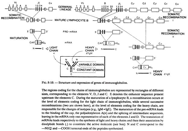 Structure and Expression of Genes of Immunoglobulins