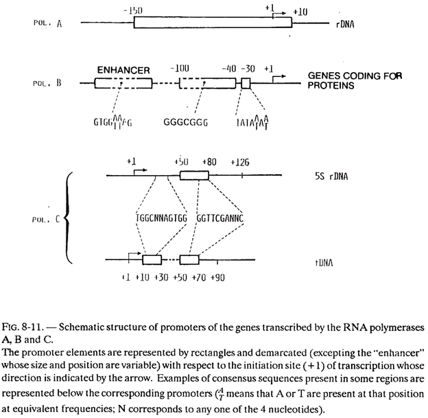 Promoters of the Genes Transcribed by the RNA Polymerases A,B and C